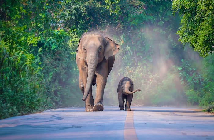 آیا فیلها همدیگر را با نام خاصی صدا می‌کنند؟