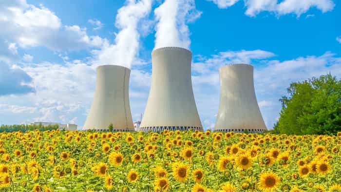 گل آفتابگردان، امید جدید پاکسازی مناطق آلوده به رادیواکتیو