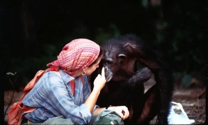 شامپانزه‌ها و تاکتیک‌های جنگی انسان‌ها برای جاسوسی از گروه‌های رقیب 