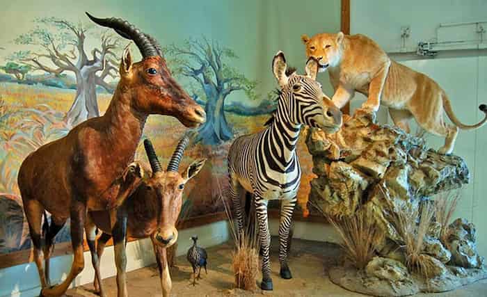 موزه حیات‌‌‌وحش، نوروز ۱۴۰۲ در خرم‌‌‌آباد راه‌‌‌اندازی می‌شود