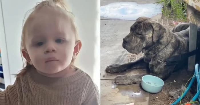 حمله یک سگ غول پیکر به دختر 2 ساله در استرالیا