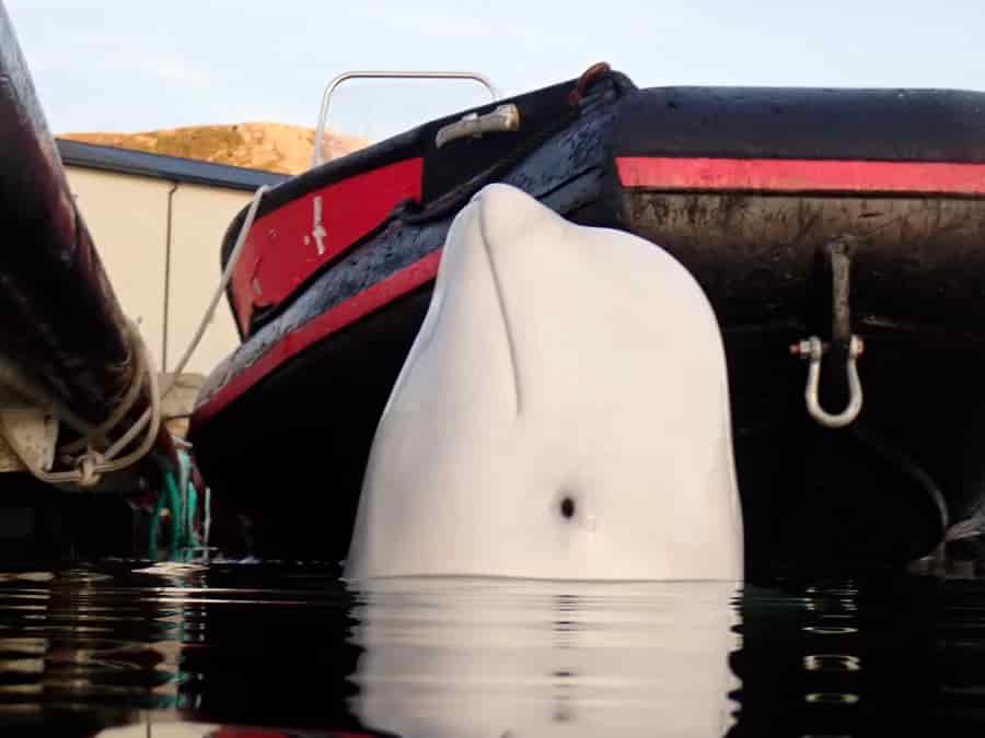 نهنگ ادعایی جاسوسیِ روسی در سوئد است - و خطر. در اینجا دلیل اهمیت داستان او است