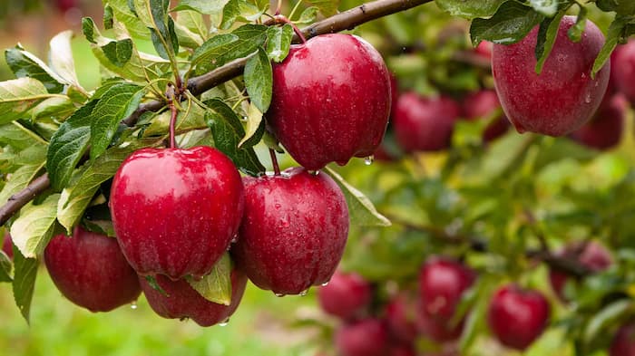  با افزایش سن روزانه یک عدد سیب بخورید