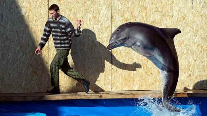 بریتانیا: روسیه به دلفین‌ها آموزش می‌دهد تا از آنها در ماموریت‌های نظامی استفاده کند