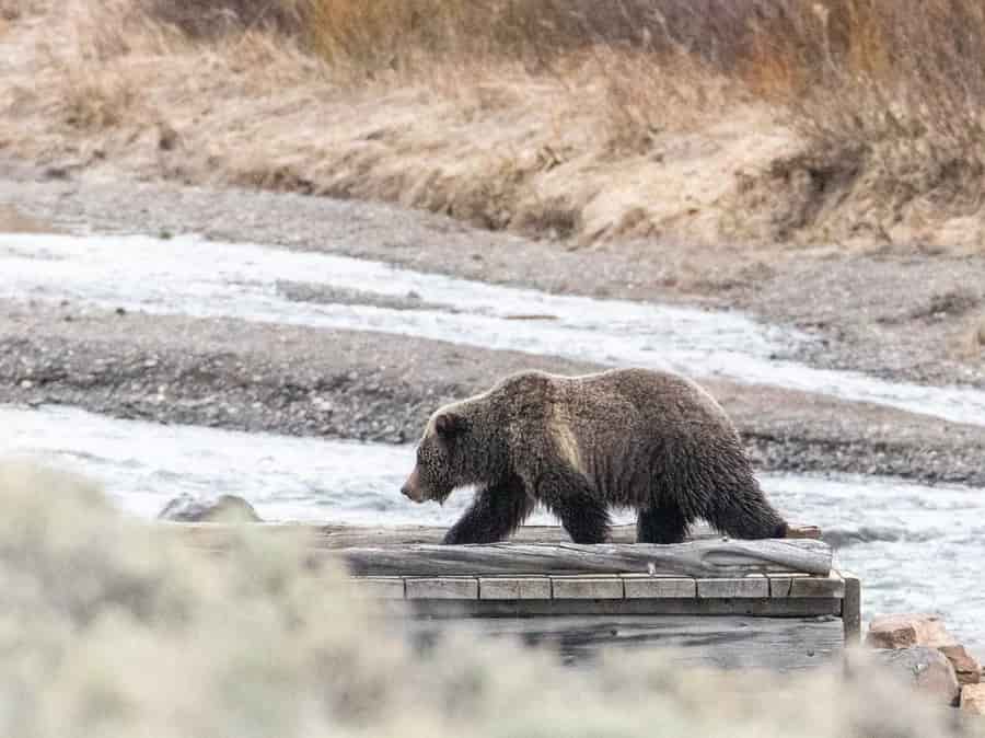 جسد زن در برخورد خرس در خارج از پارک ملی یلوستون پیدا شد