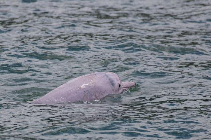 دلفین‌های صورتی نادر در رودخانه‌ای در آمریکا مشاهده شدند