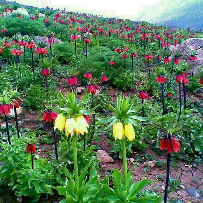 دشت لاله ها روستای دره سید  شهر خوانسار