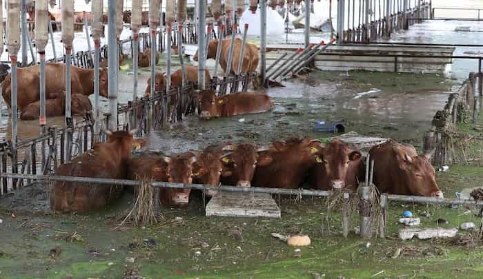 غوطه ور شدن گاوها در سیل ناشی از طوفان گرمسیری