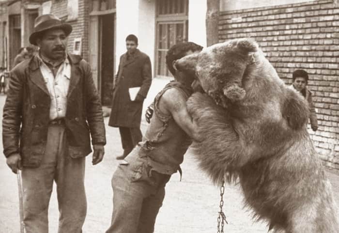 عکس‌های دیدنی از کشتی گرفتن با خرس در تهران قدیم