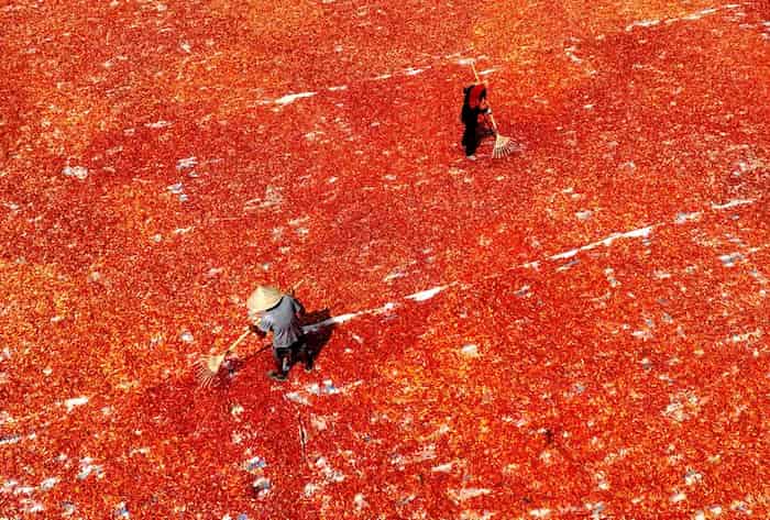 مزرعه  فلفل قرمز در بوژو، چین