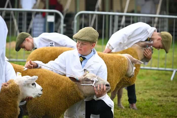 مسابقات گوسفندان پرورشی در دورچستر، انگلستان