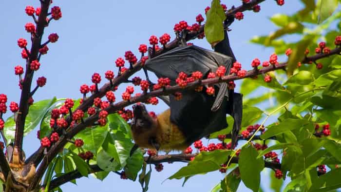 راز مقاومت خفاش‌های میوه‌خوار در برابر دیابت