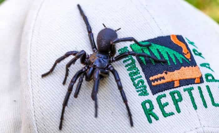 هرکول؛ بزرگترین عنکبوت سمی جهان که در استرالیا کشف شد