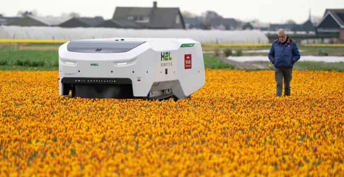ربات هوش مصنوعی، ناجی لاله‌های هلندی