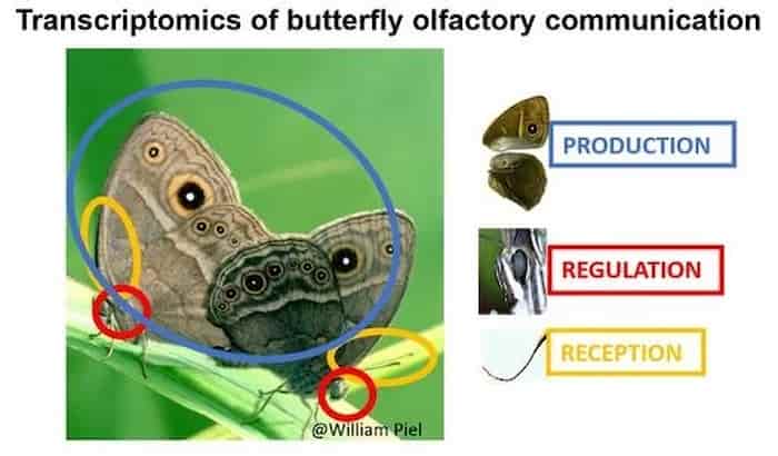 تقلید از پروانه‌ها برای ارتقای هوش مصنوعی: گامی نوین در جهت حسگرهای چندوجهی