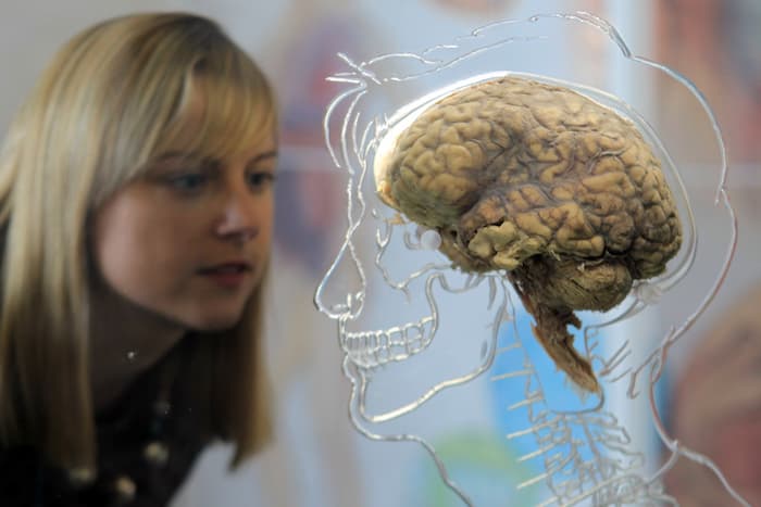 مغز انسان در حال بزرگ‌تر شدن است: یافته‌های جدید امیدوارکننده‌ای را برای سلامت مغز به ارمغان می‌آورد