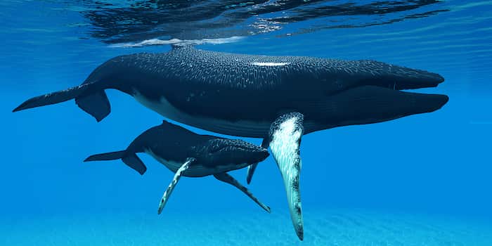 رازگشایی زبان نهنگ عنبر: دانشمندان با هوش مصنوعی "الفبای" غول‌های اقیانوس را کشف کردند